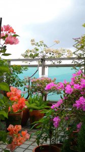 北方露台适合养什么花 北方露台适合种植哪些花卉