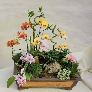 细高花盆适合养什么花 适合种什么花的细高花盆