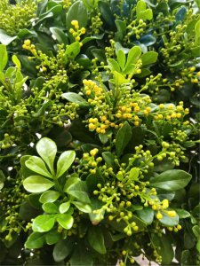 米兰花怕冷还是怕热 米兰花更怕冷还是怕热？