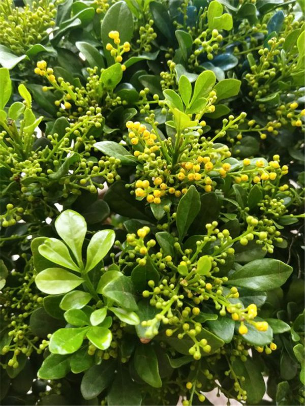 米兰花怕冷还是怕热