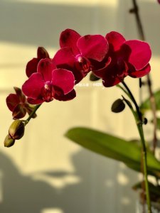 蝴蝶兰怕冷还是怕热 蝴蝶兰害怕寒冷还是炎热？