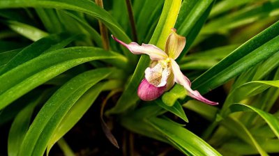 属虎适合养什么花 属虎适合种什么花？