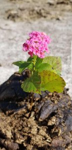 牛粪适合养什么花 适合栽种哪些花的牛粪