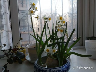 寝室适合养什么花 卧室适合种什么花