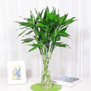 属牛适合养什么花 属牛者宜种何种花？