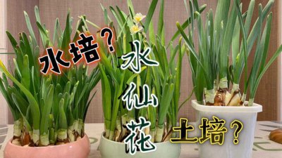 家养花卉水培好还是土培好 水培与土培哪个更适合家养花卉？