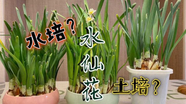 家养花卉水培好还是土培好