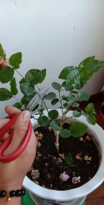 茉莉什么时候剪枝最好 最佳的茉莉修剪时间是什么时候？