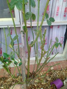 玫瑰花什么时候剪枝最好 何时是最佳剪枝时间？玫瑰花的剪枝