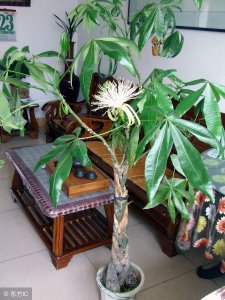 招财树可以晒太阳吗 招财树适合晒太阳吗？