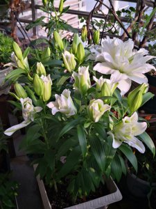 百合可以晒太阳吗 百合花是否适合晒太阳？