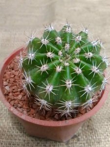 仙人球可以晒太阳吗 仙人球植物需要阳光吗？