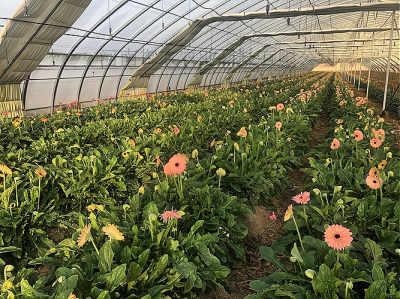 种植花卉赚钱吗 种植花卉能赚钱吗？
种花赚钱靠谱吗？