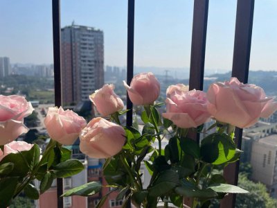 玫瑰花可以晒太阳吗 玫瑰花可以曝晒太阳吗？