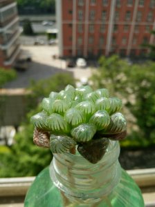 玉露多长时间浇一次水 玉露需间隔多久浇水？