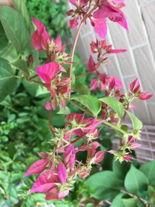 三角梅花苞花朵越开越多是如何养护的