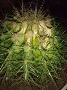 仙人球花朵干枯是什么原因引起的 仙人球花朵干枯的原因是什么？