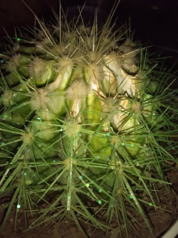 仙人球花朵干枯是什么原因引起的