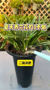 夏天怎么养兰花长得旺 夏季如何养兰花使其茁壮生长