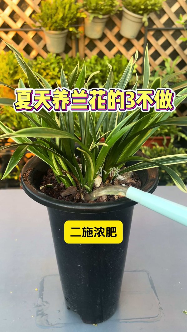 夏天怎么养兰花长得旺