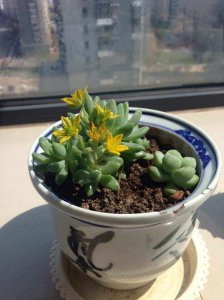 多肉植物生长在哪里 多肉植物生长的地方