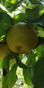 沙梨亩产量多少斤 沙梨每亩收成多少斤?