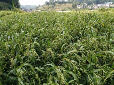 薏米亩产量多少斤 薏米每亩产量几斤？