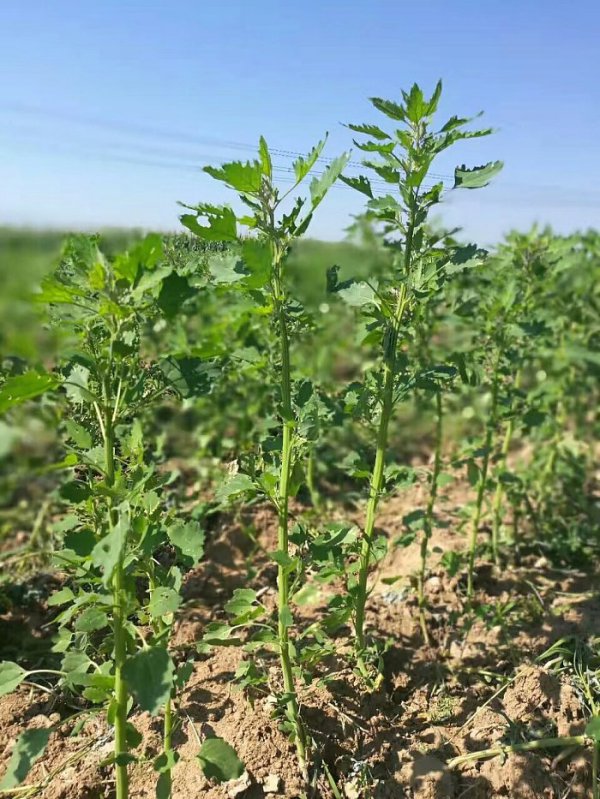 黎麦亩产量多少斤