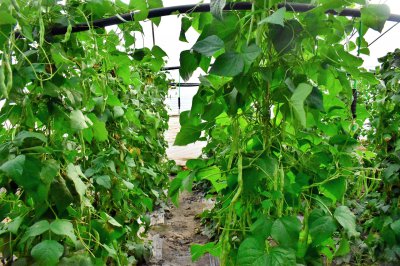 四季豆亩产量多少斤 四季豆每亩产量有多少斤？