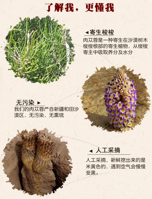 肉苁蓉亩产量多少斤