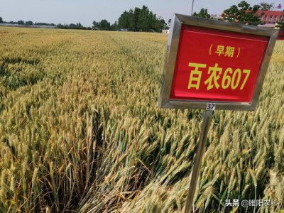 麦子亩产量多少斤 麦子每亩产量是多少斤？