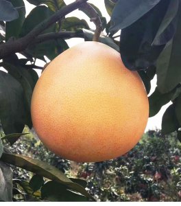三红蜜柚亩产量多少斤 三红蜜柚每亩产量是多少斤？