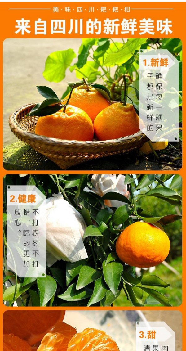 耙耙柑亩产量多少斤