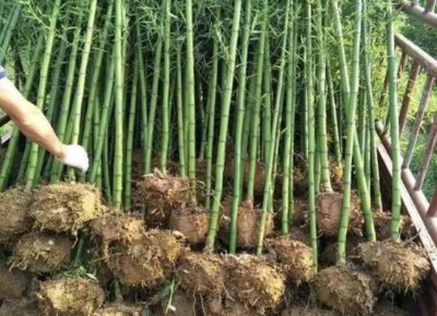 雷竹亩产量多少斤 雷竹每亩产量有多少斤？