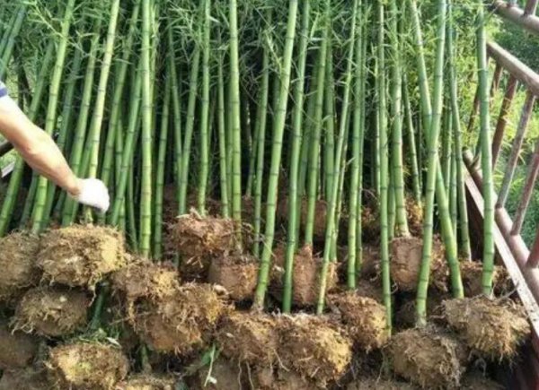 雷竹亩产量多少斤