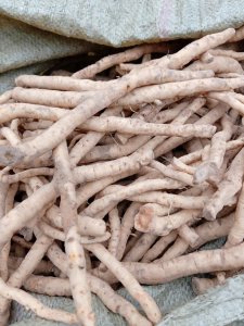 防风亩产量多少斤 防风每亩产量为多少斤？