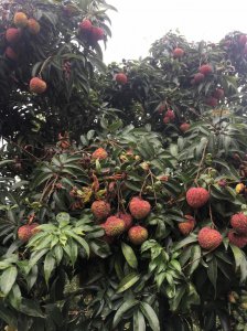 荔枝亩产量多少斤 荔枝每亩产量多少斤？