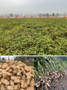 山东花生亩产量多少斤 山东花生每亩产量是多少斤？