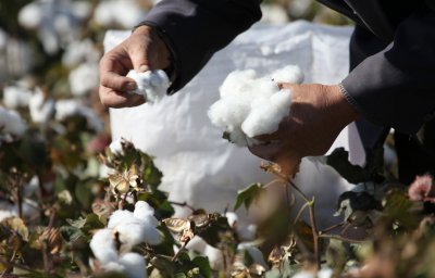 棉花亩产量多少斤 棉花每亩产量为多少斤