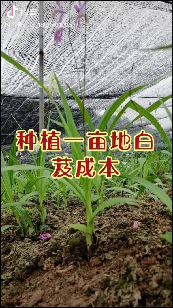 白芨亩产量多少斤