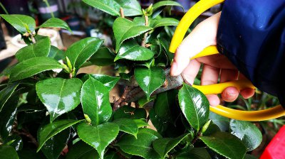 茶花开花后怎么修剪 茶花开花后的修剪技巧
