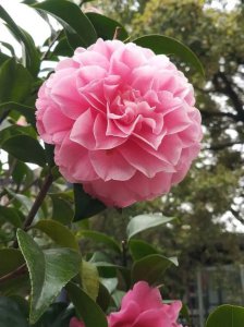 茶花是喜阳还是喜阴 茶花喜欢阳光还是阴凉？