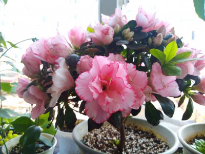 杜鹃花什么时候分盆最合适 什么时候是最佳时机给杜鹃花换盆？