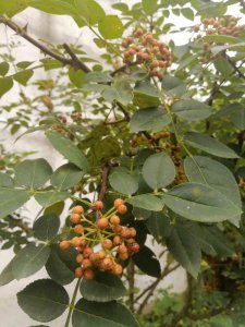花椒籽能种吗 花椒籽是否适合种植？
