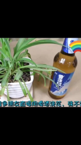 啤酒兑水可以浇球兰吗 啤酒稀释后可以用来浇球兰吗？