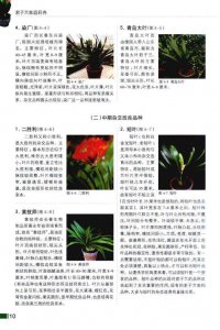 君子兰什么时候分盆最合适 君子兰最佳分盆时间是什么时候？