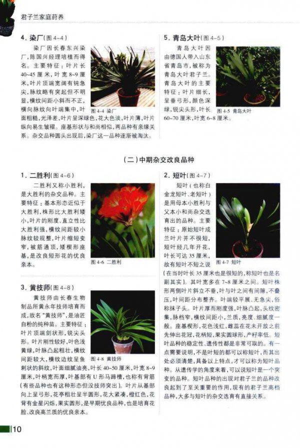 君子兰什么时候分盆最合适