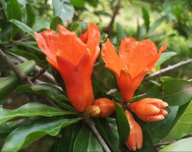 石榴花是喜阳还是喜阴 喜好阳光的石榴花
喜欢阳光的石榴花