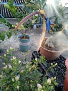 玫瑰种子怎么催芽 如何促使玫瑰种子发芽