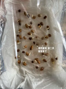 薄荷种子怎么催芽 如何促进薄荷种子发芽？